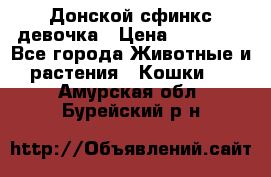 Донской сфинкс девочка › Цена ­ 15 000 - Все города Животные и растения » Кошки   . Амурская обл.,Бурейский р-н